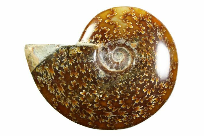 Polished Ammonite (Cleoniceras) Fossil - Madagascar #339231